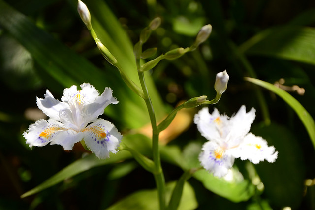 Iris japonica - iris du Japon 33088968140_8ba2ea213e_z