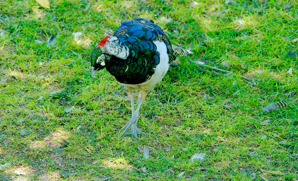 Lady Amhersts Pheasant_1