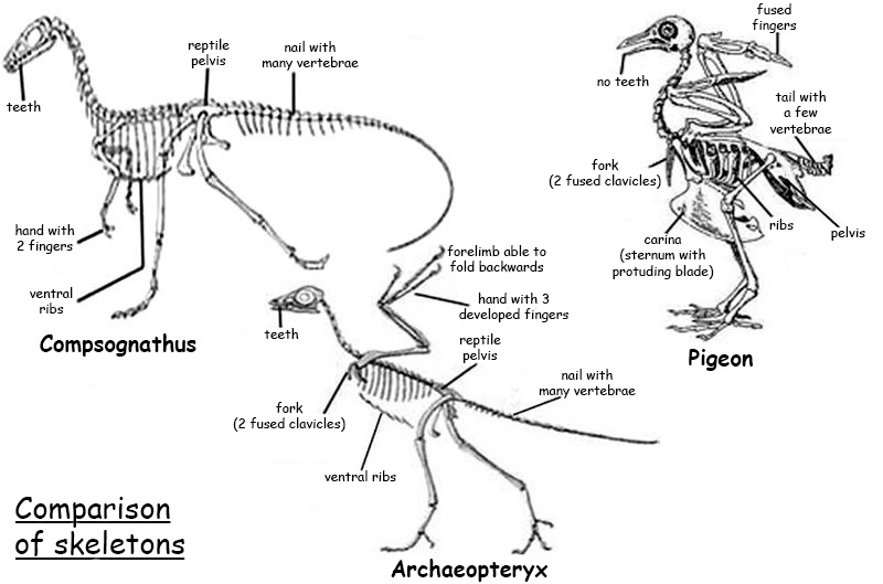 What was archaeopteryx and why was it important?