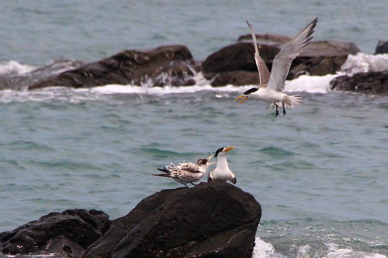 IMG_3148 鳳頭燕鷗 Greater Crested Tern