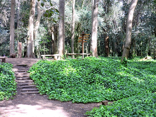 plants nature plantas camino path artificial caminos bosque paths isla beautifull
