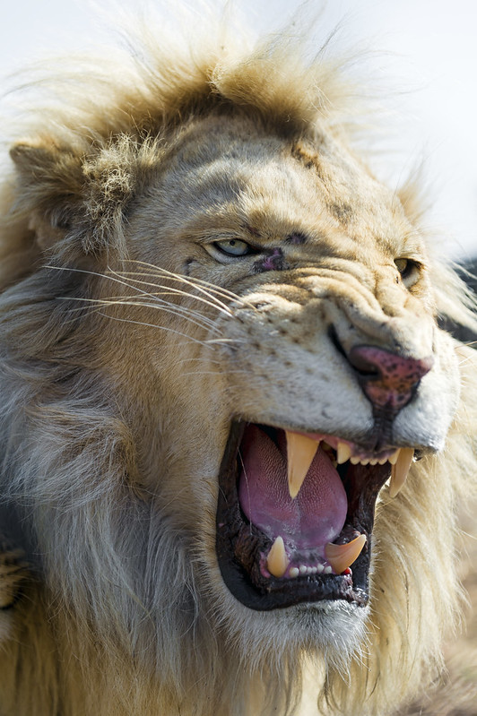 Quite angry white lion!
