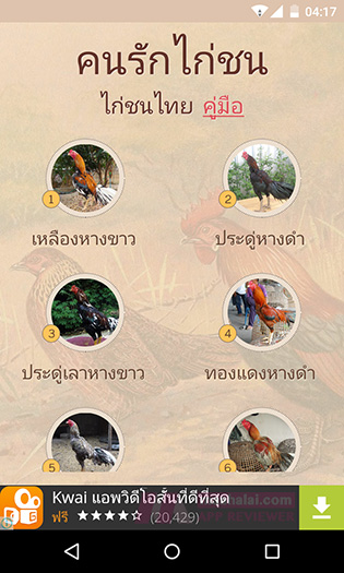 thai gamecock
