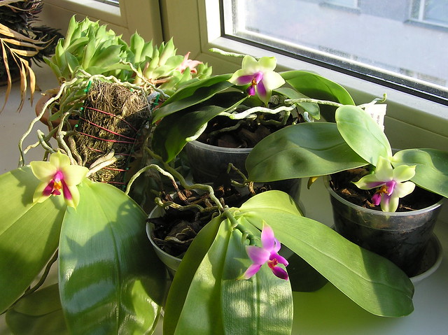 Phalaenopsis plants
