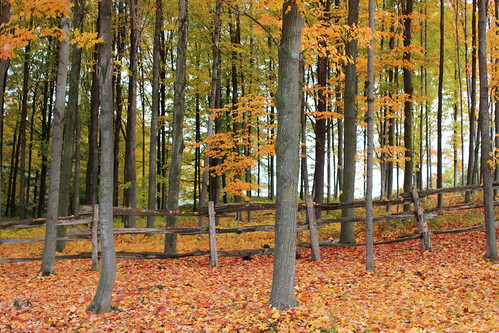 autumn canada fall automne fence quebec québec estrie easterntownships hff cloture