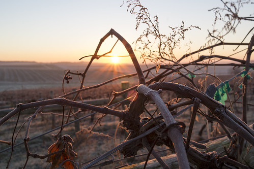 leica sunrise vineyard frost iowa baldwin taborhome leicax2