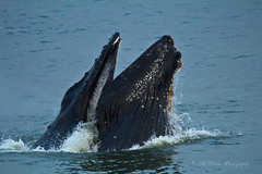 Santa Cruz humpback
