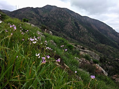 wildflowers shootingstars conejomountain camarillospringstrail california conejovalley venturacounty newburypark
