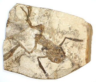 fossil frog