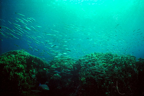 geotagged underwater view dahab redsea geolat284835 geolon345132