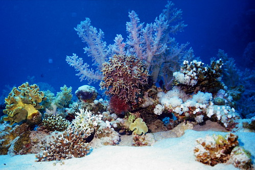 coral geotagged underwater egypt scuba diving marsaalam geolat2511985 geolon3487185