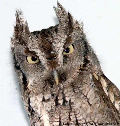 Archimedes the Eastern Screech-Owl
