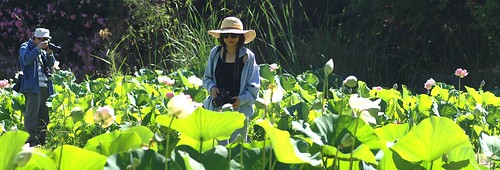 california flower green lotus photographers lotusgarden