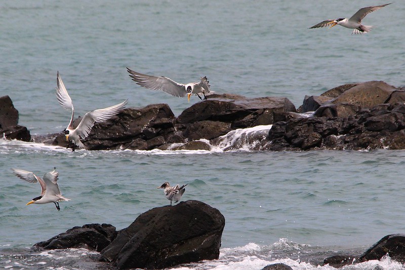 IMG_3154 鳳頭燕鷗 Greater Crested Tern