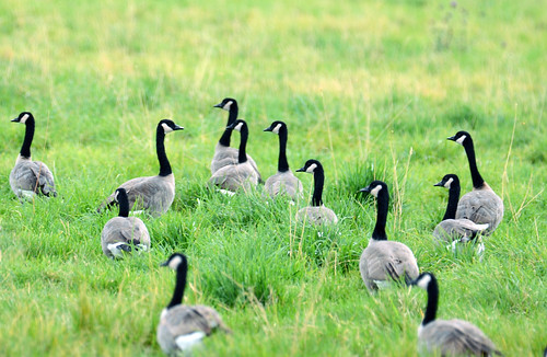 nature geese wildlife elements canadageese sparksnevada universityfarm