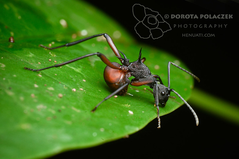 Ant from Borneo