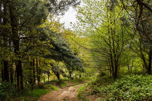 trees españa naturaleza travelling nature rural forest countryside árboles camino path asturias viajando trail backpacking bosque sendero caminodesantiago caminando caminoprimitivo thewayofsaintjames principadodeasturias porciles