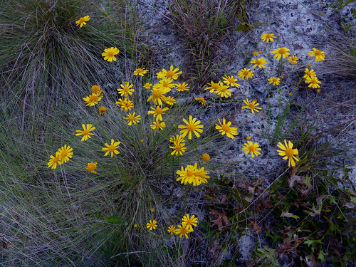 abrp yellowbuttons balduinaangustifolia