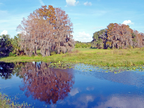 trees lake water scenery florida spanishmoss inverness aquaticvegetation