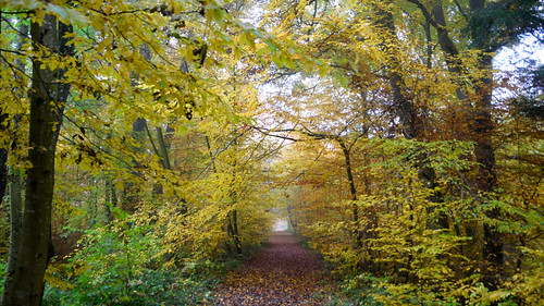 tree forest switzerland frankreich hiking natur alsace wandern fra weg nikonshooter pfetterhouse nikonschweiz d5300 ponte1112 nikonviewnx2 tamron16300mm