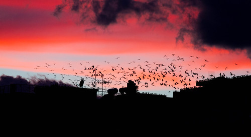 city sunset birds flying colorful dusk redsky squadron
