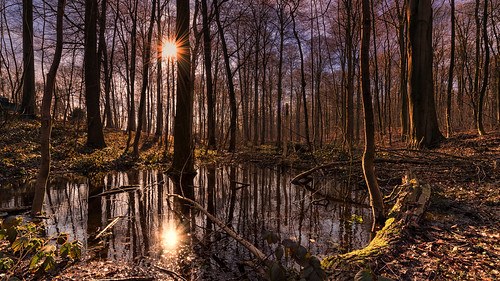 trees nature leaves sunrise germany woods kiel sunbeams schleswigholstein nikonflickraward