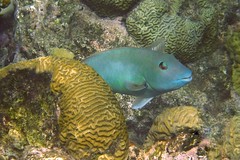 blue parrotfish between brain corals
