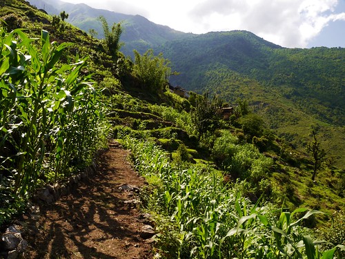nepal himalaya field corn mountain green sunshine sun path nature weg pfad feld mais sunny dmcg6 lumix panasonic