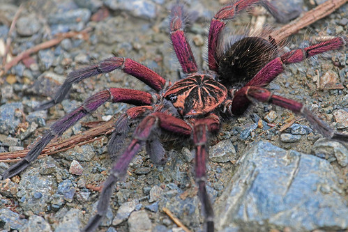 170226 2017 arachnida araneae buenaventurareserve ecuador pamphobeteus pamphobeteussp tarantula theraphosidae spider