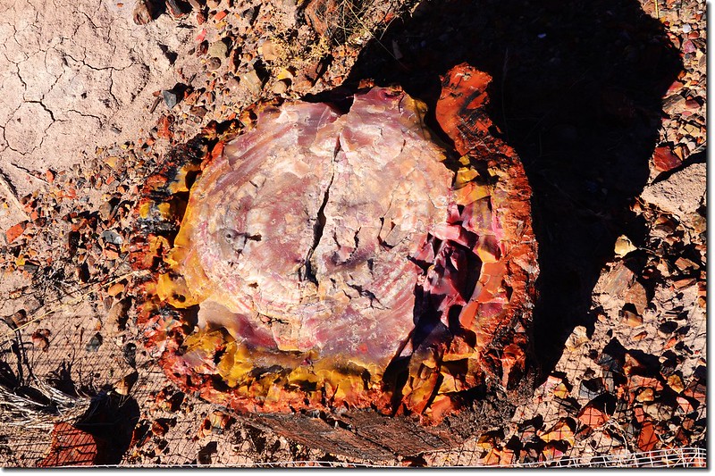 Agate House  Trail, Petrified Forest National Park 3