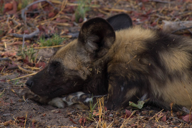 Lounging wild dogs
