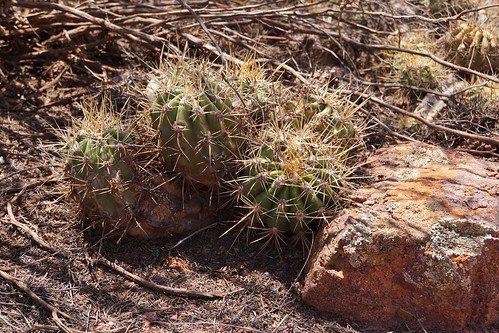 argentinien cacti cactus cuestademiranda fnrrb3343 formosa huascha ka3576s kakteen kaktus larioja lobivia rb3343 standort