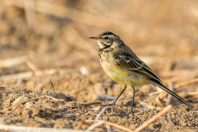 Juvenile Yellow wagtail on a chopped field