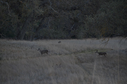 Deer on Wildcat Loop Trail