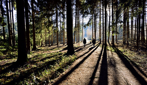 wood trees light dog tree nature contrast forest walking bayern bavaria crazy nikon shiny long walk dramatic hight d810 effectful shwadows virbrant shadowdark