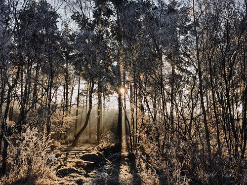 forest frozen sun sunrise tree trees poland ornontowice śląskie pl shadows game light sunliht landscape
