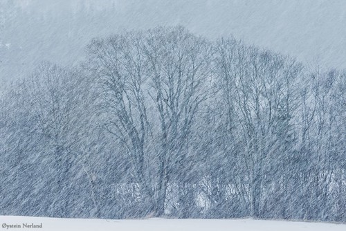 trees winter white snow bizzard
