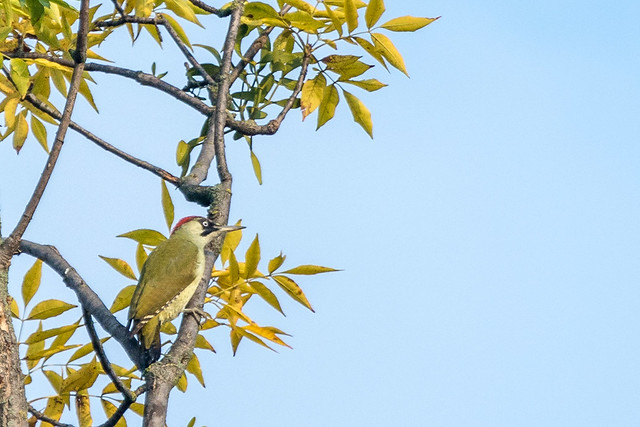 European green woodpecker were passing buy up in the high trees