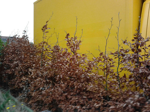 Autumn leaves
