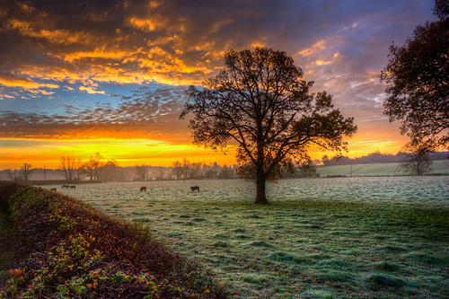 uk england field sunrise landscape dawn cow flickr frost sony creativecommons essex greatdunmow dunmow uttlesford flickriver nex7 markseton