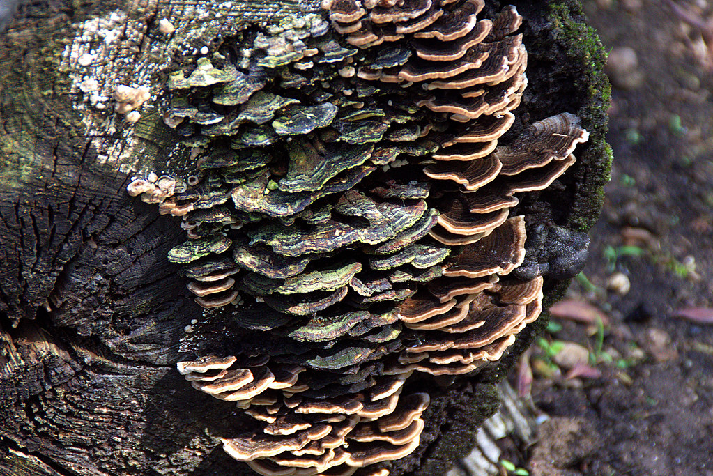 hongos en la madera