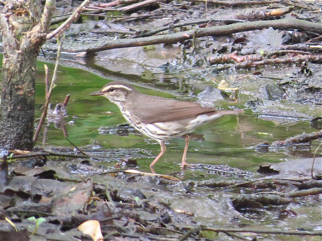Northern Waterthrush at Centennial Park in McLean County, IL
