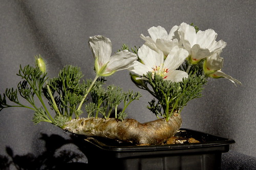 Monsonia multifida (= Sarcocaulon multifidum) with white flower