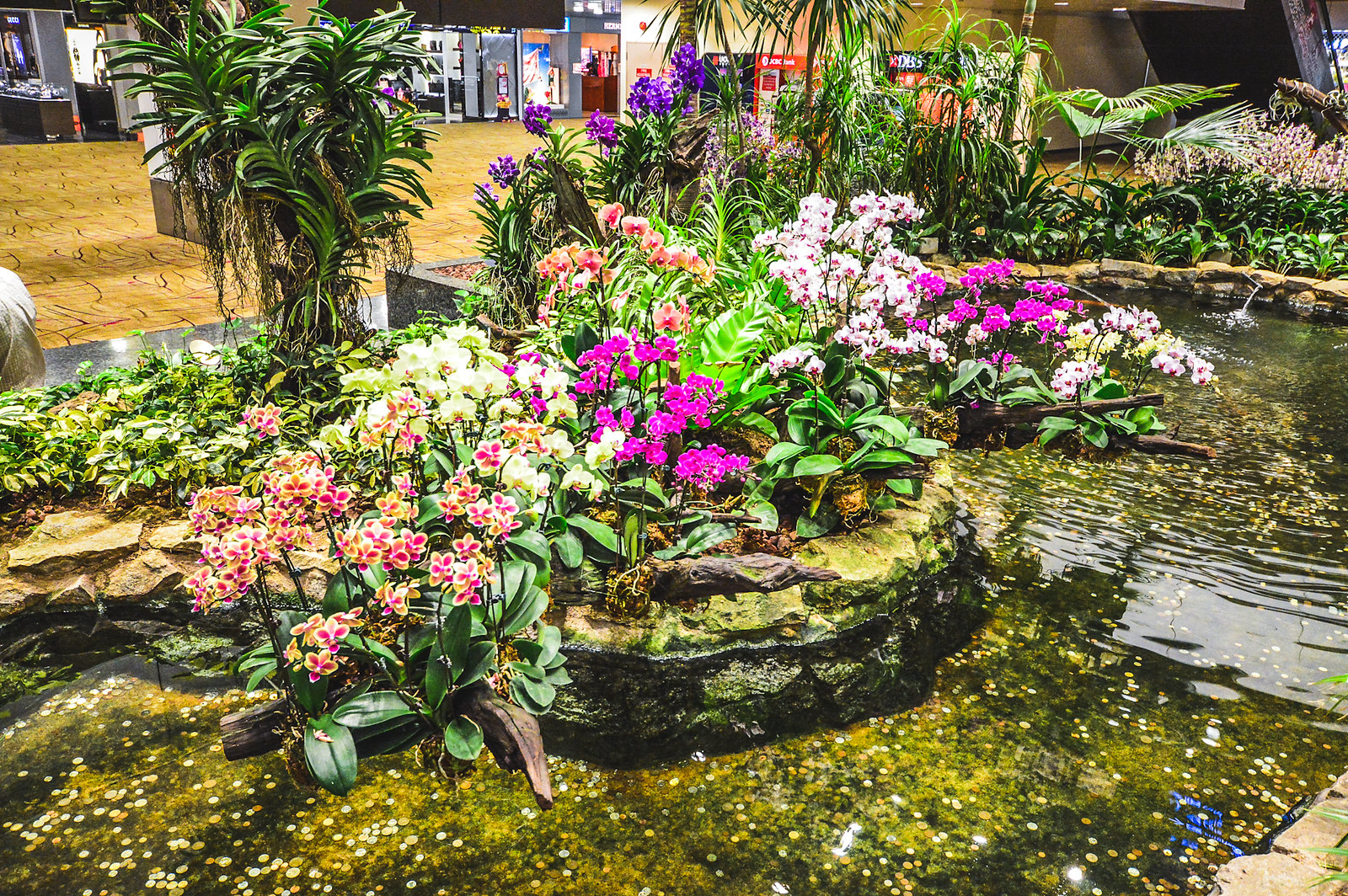 Singapore Changi Airport Orchid Garden