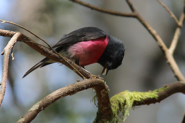 Pink robin side view