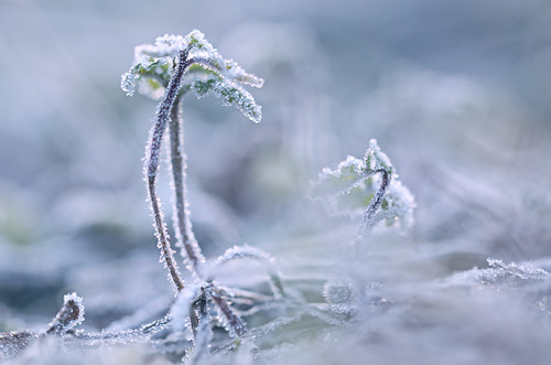 morning winter ice sunrise bayern bavaria frost eis sonnenaufgang morgen raureif niederbayern whitefrost lowerbavaria