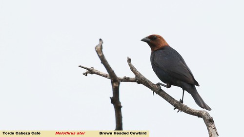 méxico mexico brownheadedcowbird molothrusater bustamante nuevoleón tordocabezacafé