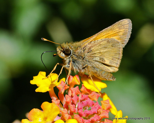 flower macro butterfly insect virginia unitedstates skipper danville bloom lantana