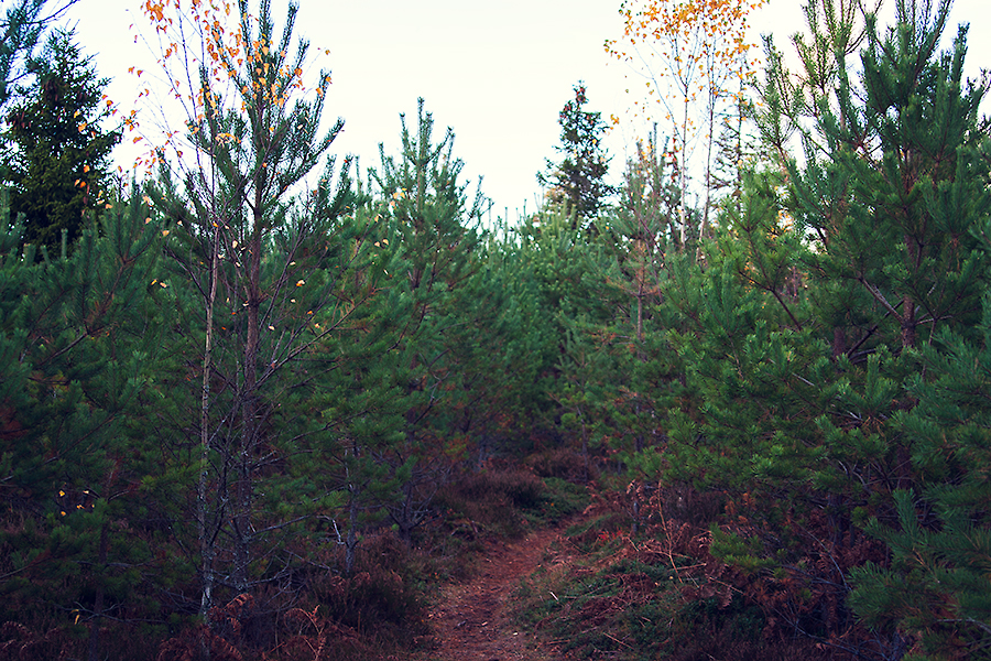 Mullsjö skogen
