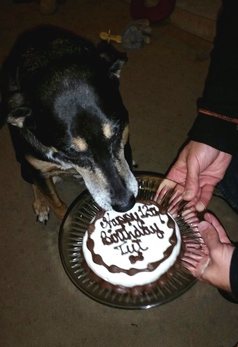 Lapdog Creations dog birthday cake